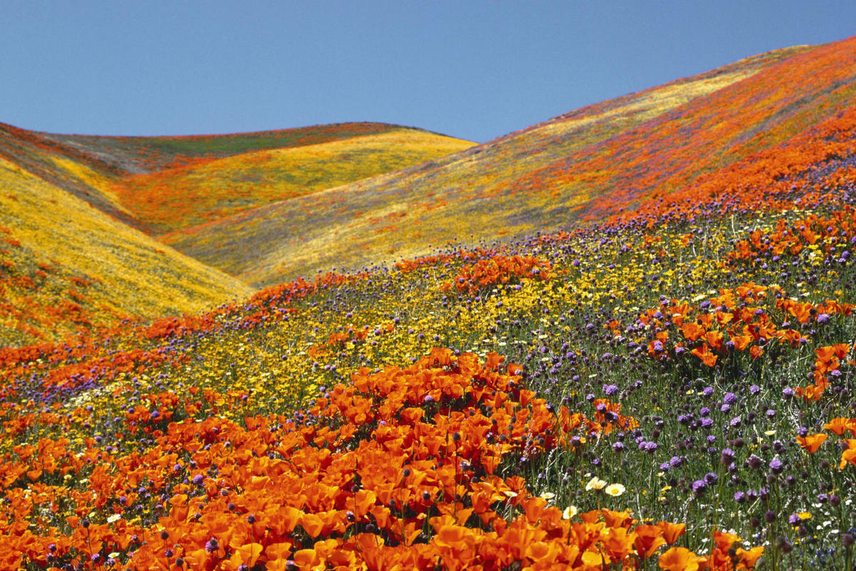 Национальный парк Долина цветов